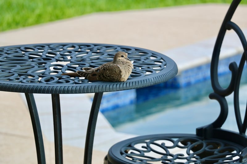 Patio Planting