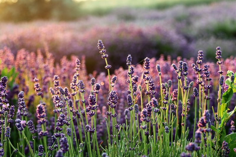 Lavender Window Box