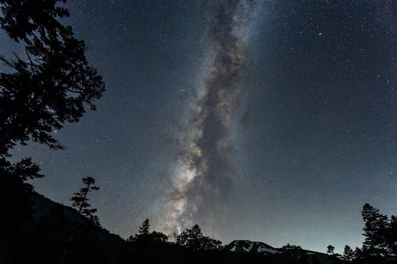 Plants under the night sky