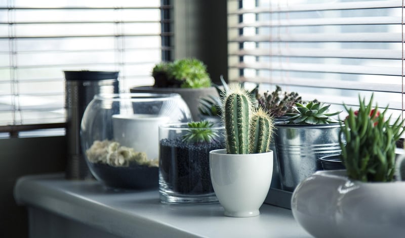 Succulent Window Box Garden